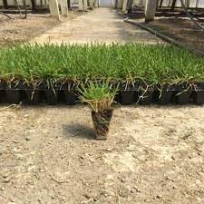 Zenith Zoysia Grass Plugs